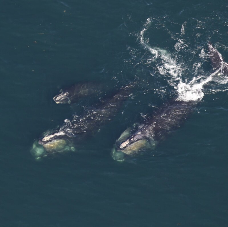 Northern right whales massed near Cape Cod National Fisherman